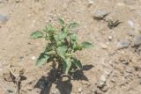 Solanum nigrum. Плодоносящее растение. Крым, г. Саки, берег Сакского озера, глинистый грунт. 08.08.2019.
