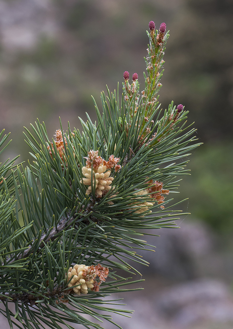 Изображение особи Pinus sylvestris ssp. hamata.