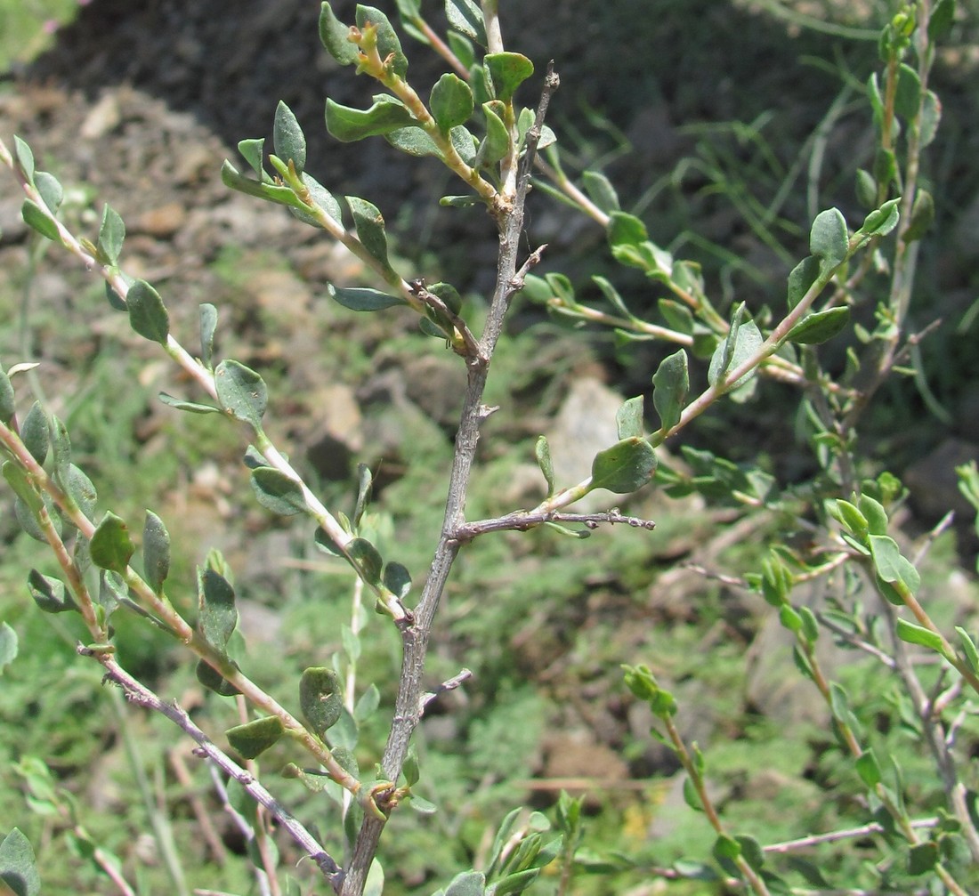 Image of genus Atraphaxis specimen.