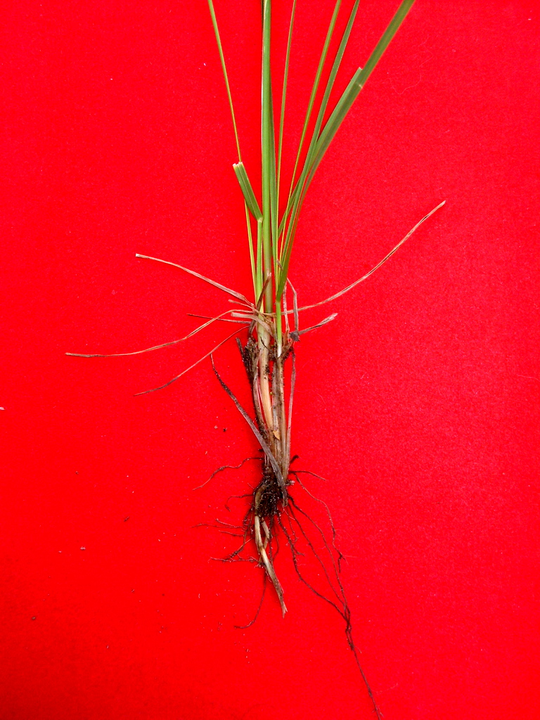 Image of Poa angustifolia specimen.