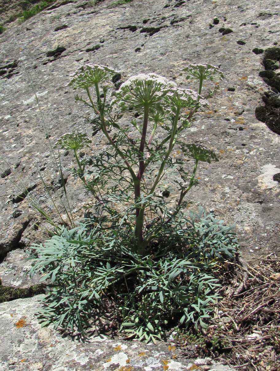 Image of Seseli petraeum specimen.