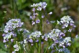 Cardamine uliginosa. Соцветия. Краснодарский край, Мостовский р-н, окр. пос. Кировский, западный край хр. Малый Бамбак (в р-не г. Шапка), 1730 м н.у.м., влажный субальпийский луг. 21.05.2019.