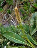 Lagotis uralensis. Верхушка побега с соплодием. Башкирия, Белорецкий р-н, гора Большой Иремель, ≈ 1500 м н.у.м., каменистый склон. 30.07.2019.