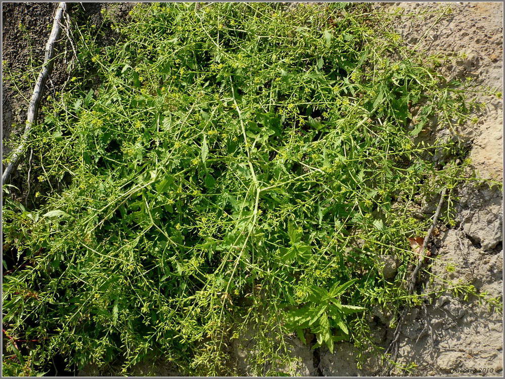 Image of Rorippa palustris specimen.