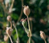 Lychnis coronaria. Верхушка плодоносящего растения. Крым, Сакский р-н, окр. пос. Прибрежное, парк при аграрном колледже, клумба. 21.08.2017.