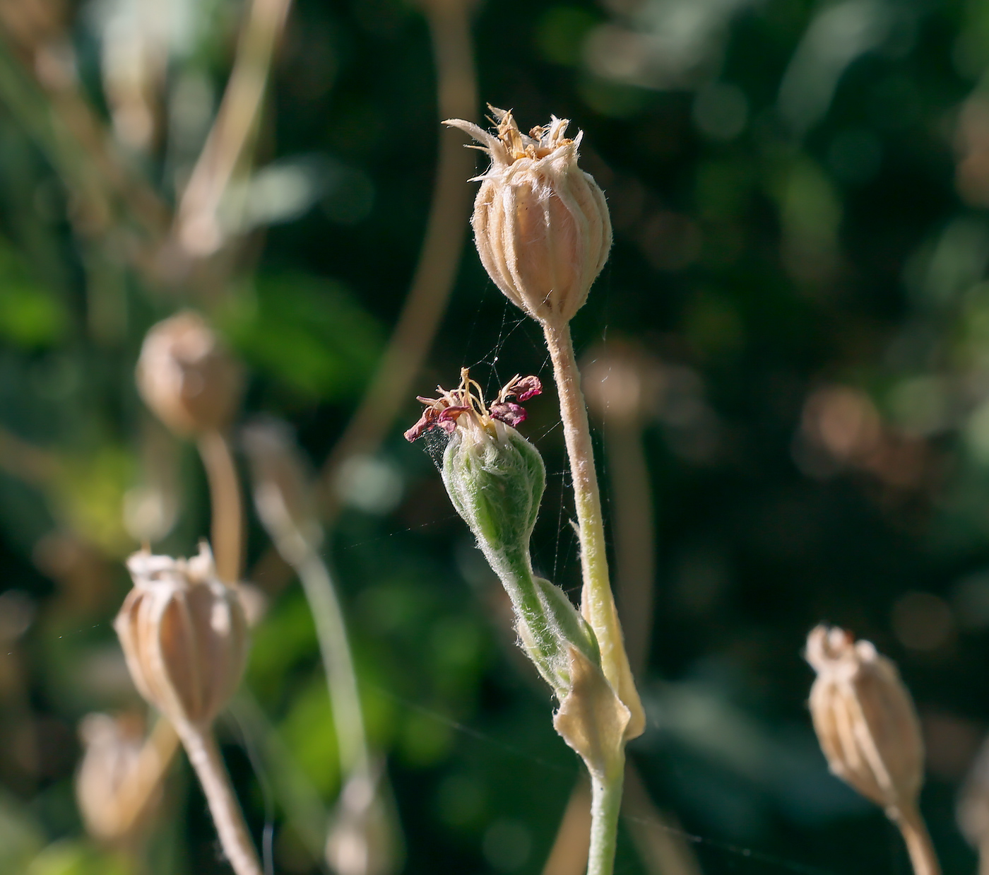 Image of Lychnis coronaria specimen.