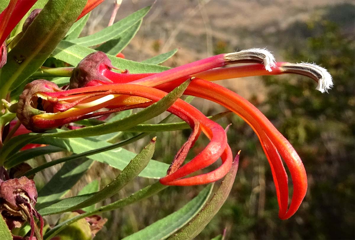 Image of Lobelia excelsa specimen.