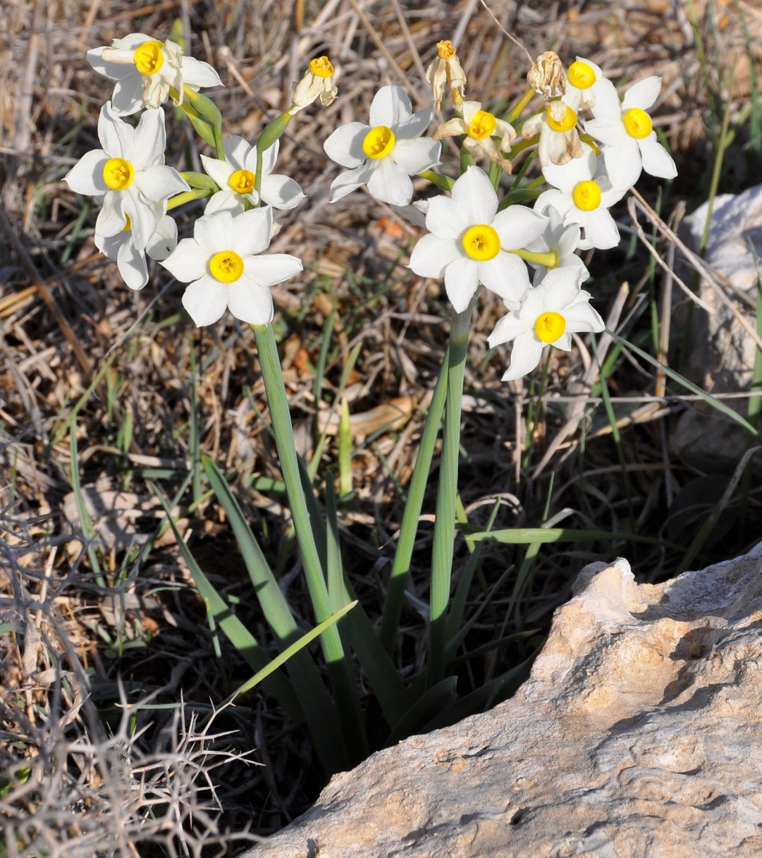 Изображение особи Narcissus tazetta.