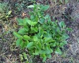 Arctium minus