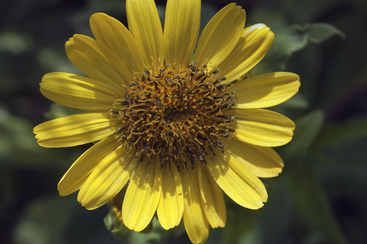 Изображение особи Arnica sachalinensis.