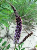 Amorpha fruticosa