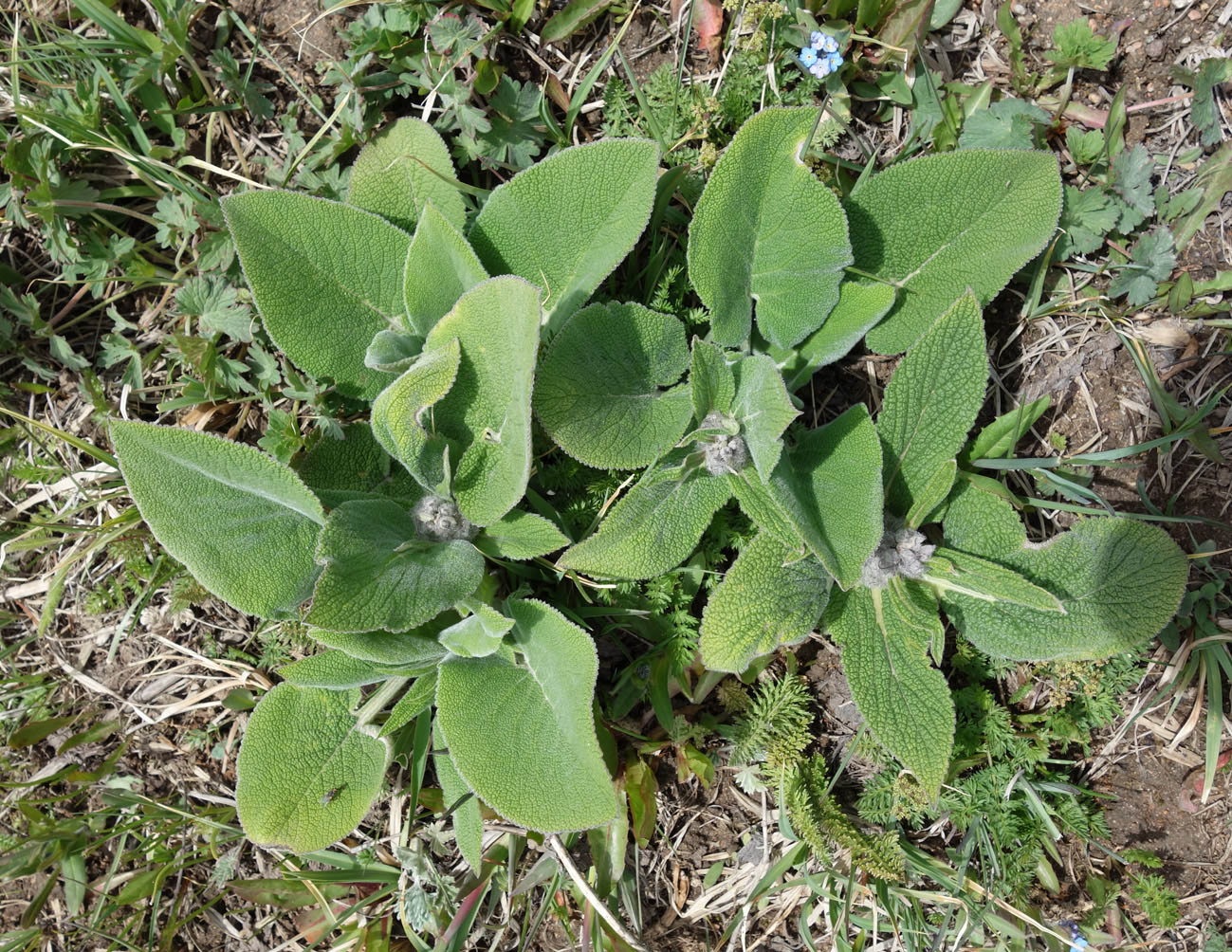 Image of Phlomoides oreophila specimen.