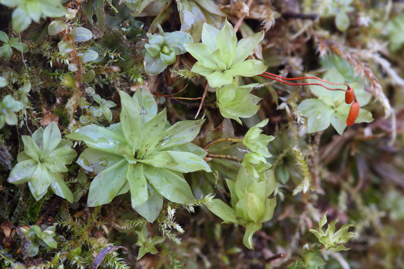 Изображение особи Rhodobryum roseum.