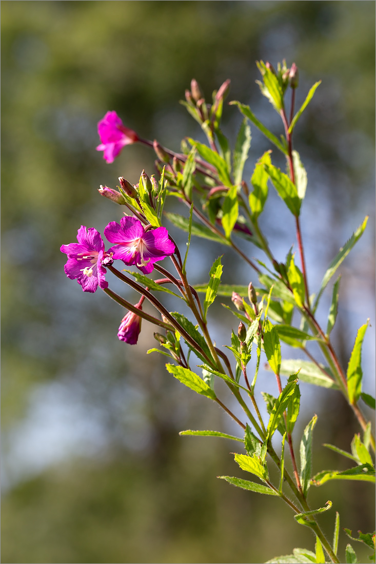 Изображение особи Epilobium hirsutum.