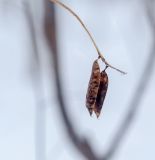 Image of taxon representative. Author is Игорь Павлов