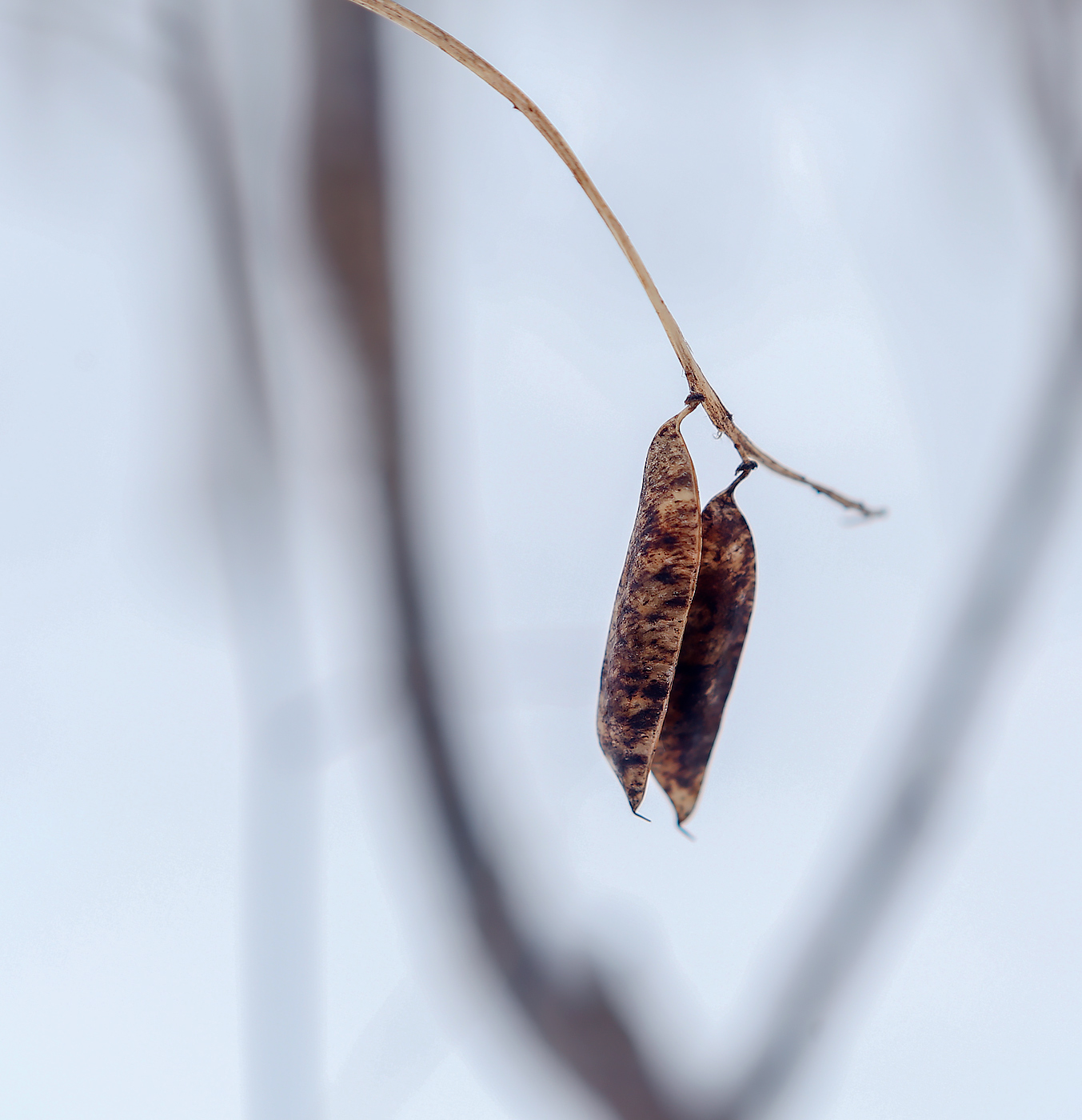 Image of Vicia sylvatica specimen.