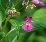 Impatiens glandulifera