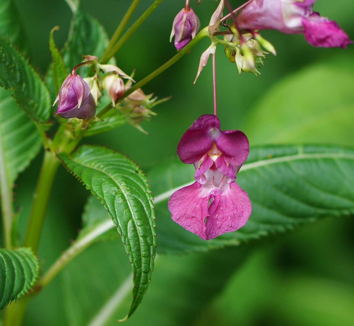 Image of Impatiens glandulifera specimen.