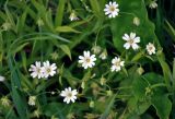 Stellaria holostea. Цветки. Московская обл., Пушкинский р-н, окр. дер. Мураново, луг на опушке смешанного леса. 25.05.2019.