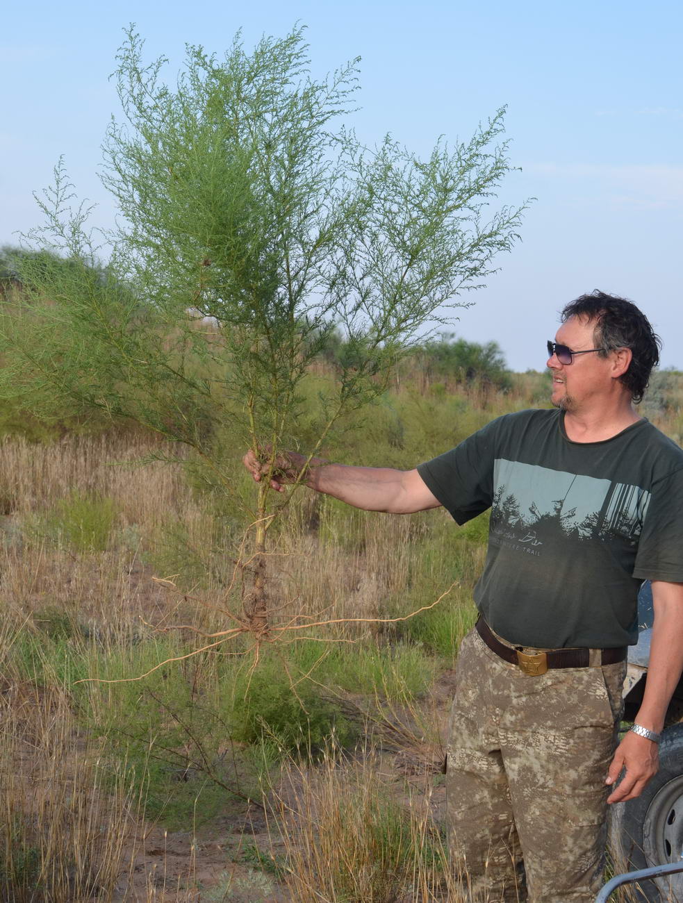 Image of Artemisia arenaria specimen.