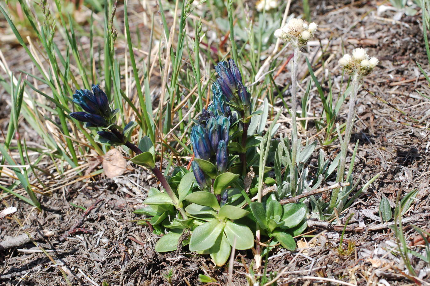 Image of Gentiana glauca specimen.