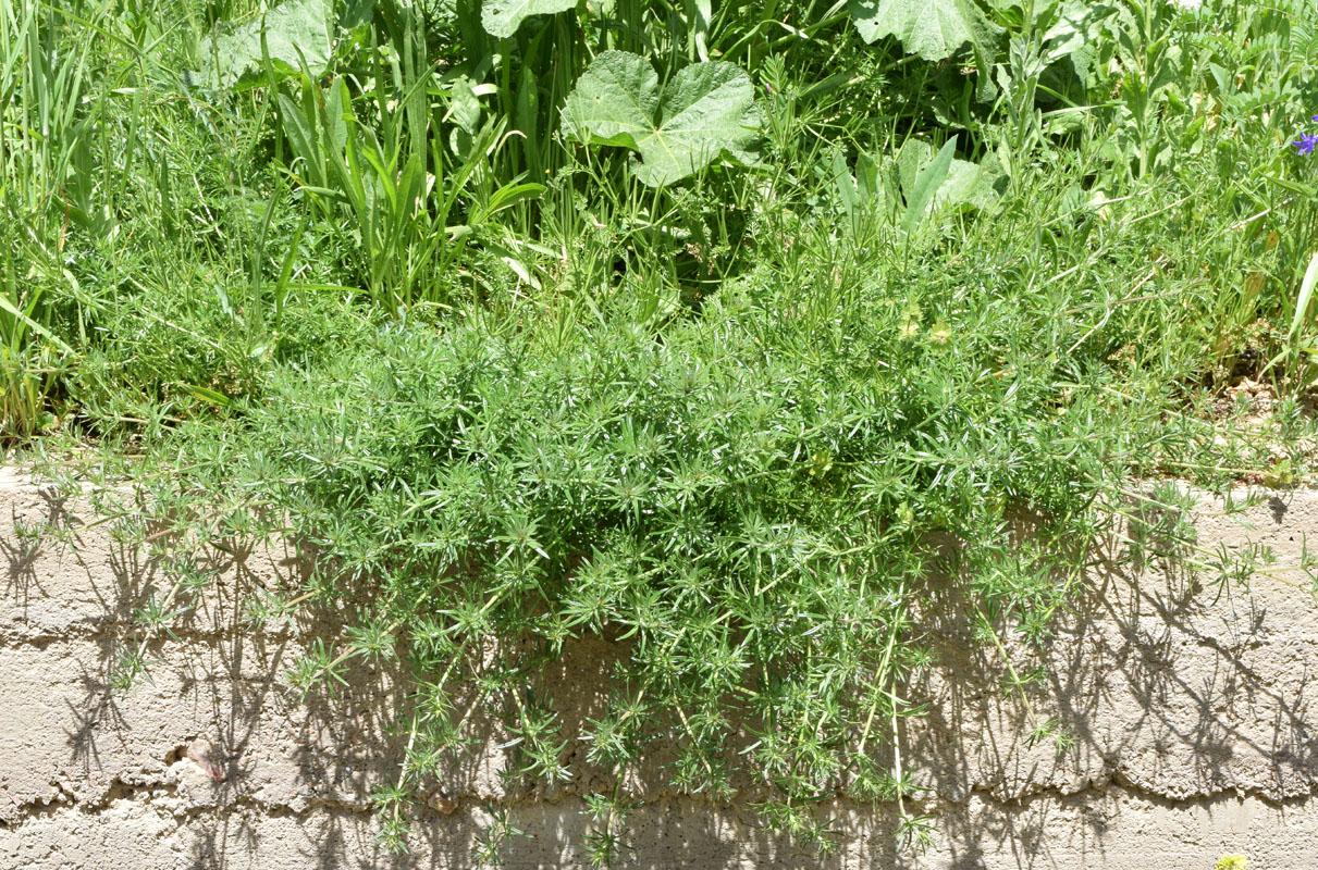 Image of Galium humifusum specimen.