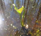 Calla palustris. Молодой побег. Тверская обл., Весьегонский р-н, берег Рени, ур. Козье болото, подтопленный березняк. 12 мая 2019 г.