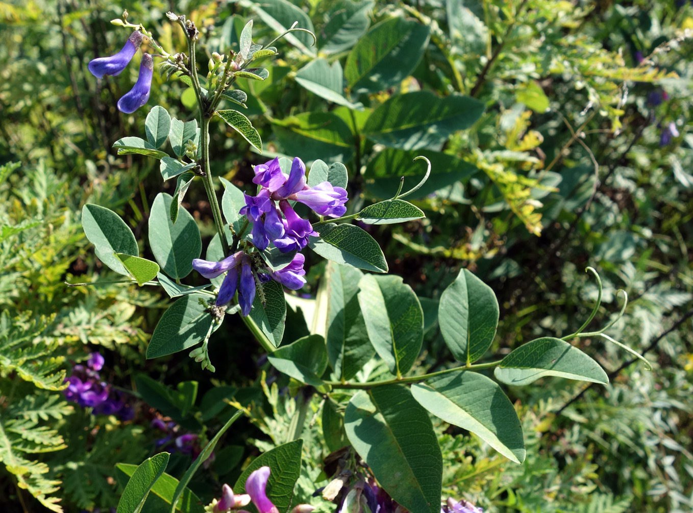 Изображение особи Vicia pseudorobus.