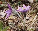 Pulsatilla patens. Цветущее растение. Ленинградская обл., Всеволожский р-н, окр. ст. Лемболово, умеренно нарушенный рекреацией сосняк бруснично-зеленомошный. 10.05.2020.