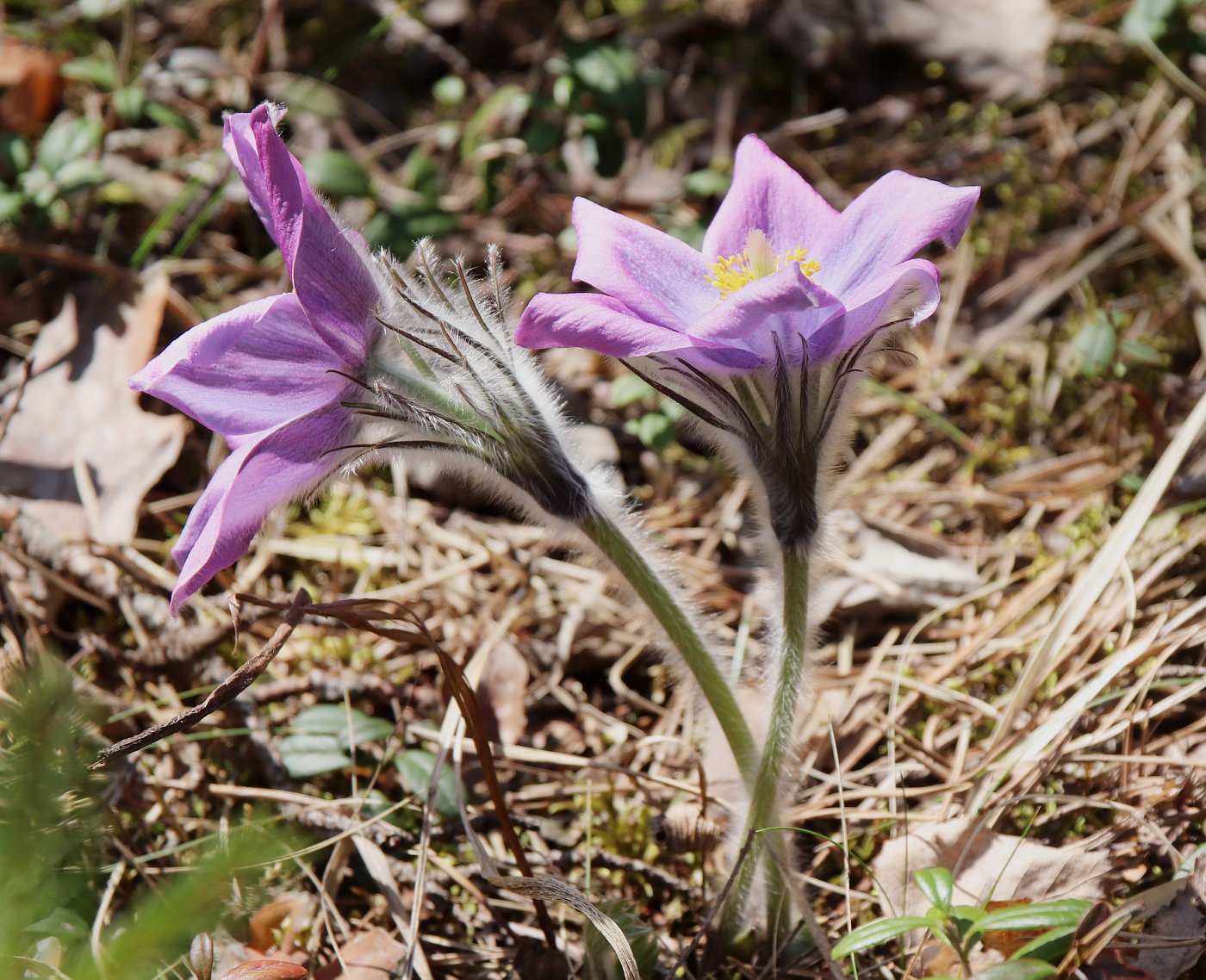 Image of Pulsatilla patens specimen.