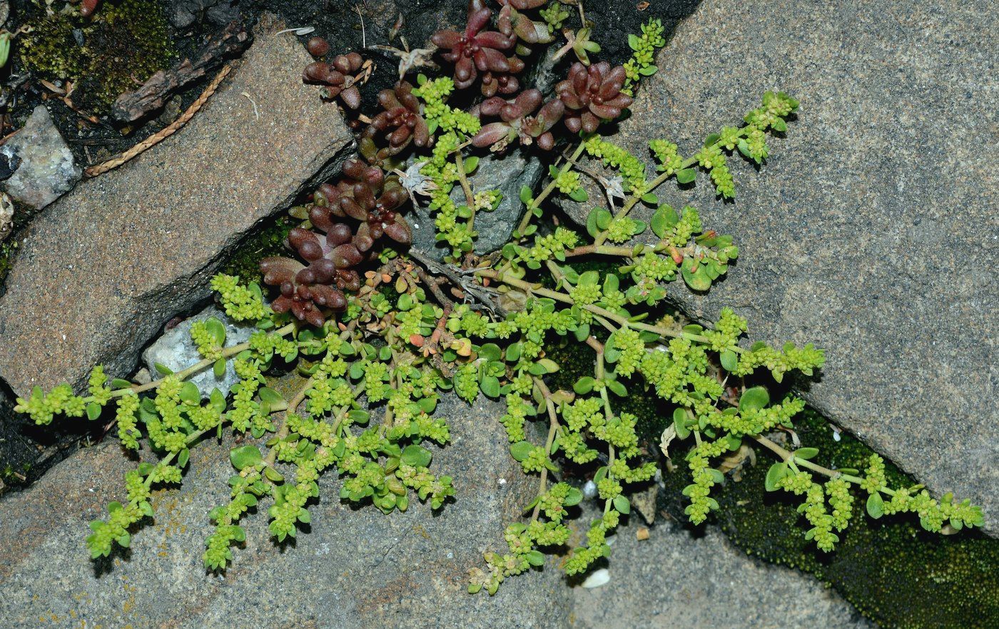 Image of Herniaria glabra specimen.