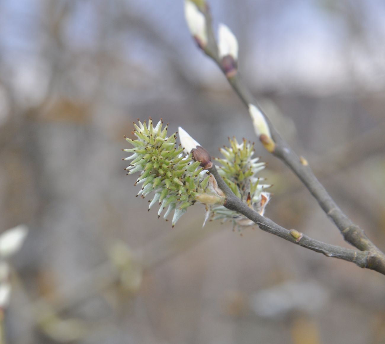 Image of genus Salix specimen.