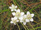 Parnassia palustris