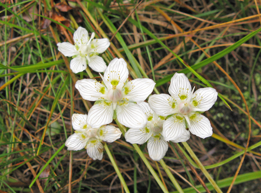 Изображение особи Parnassia palustris.