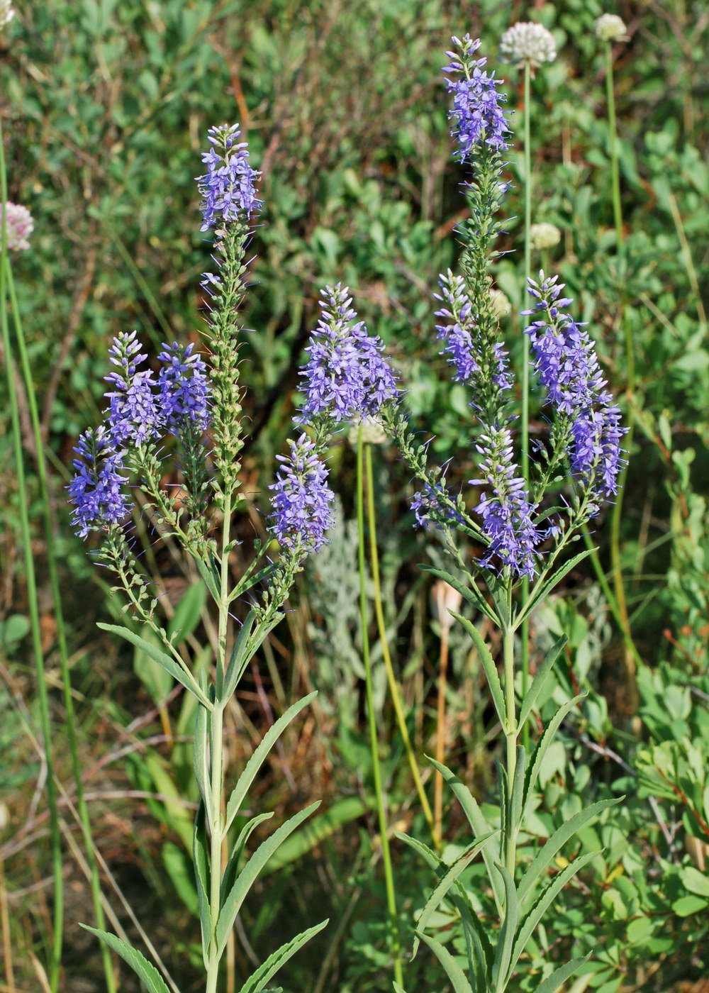 Image of Veronica spuria specimen.