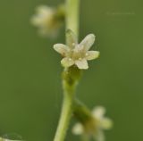 Dioscorea nipponica