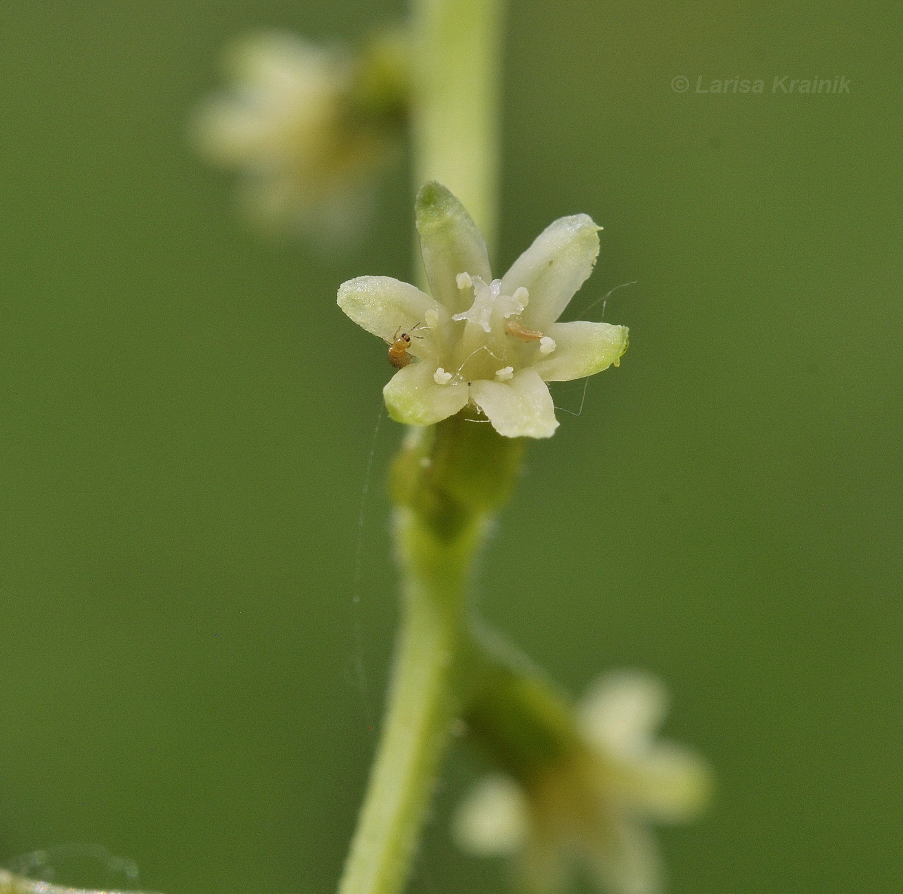 Image of Dioscorea nipponica specimen.