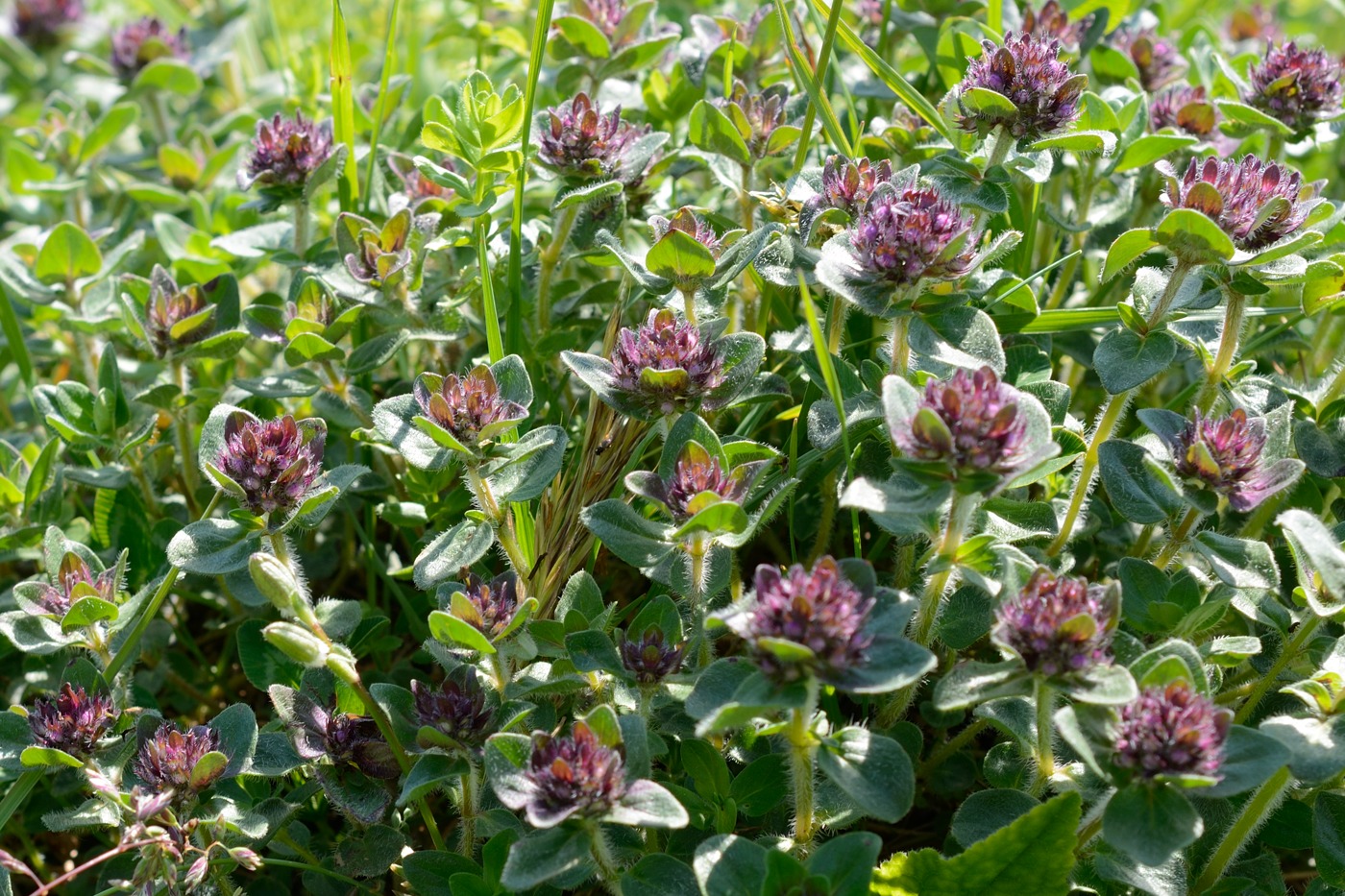 Изображение особи Thymus nummularius.