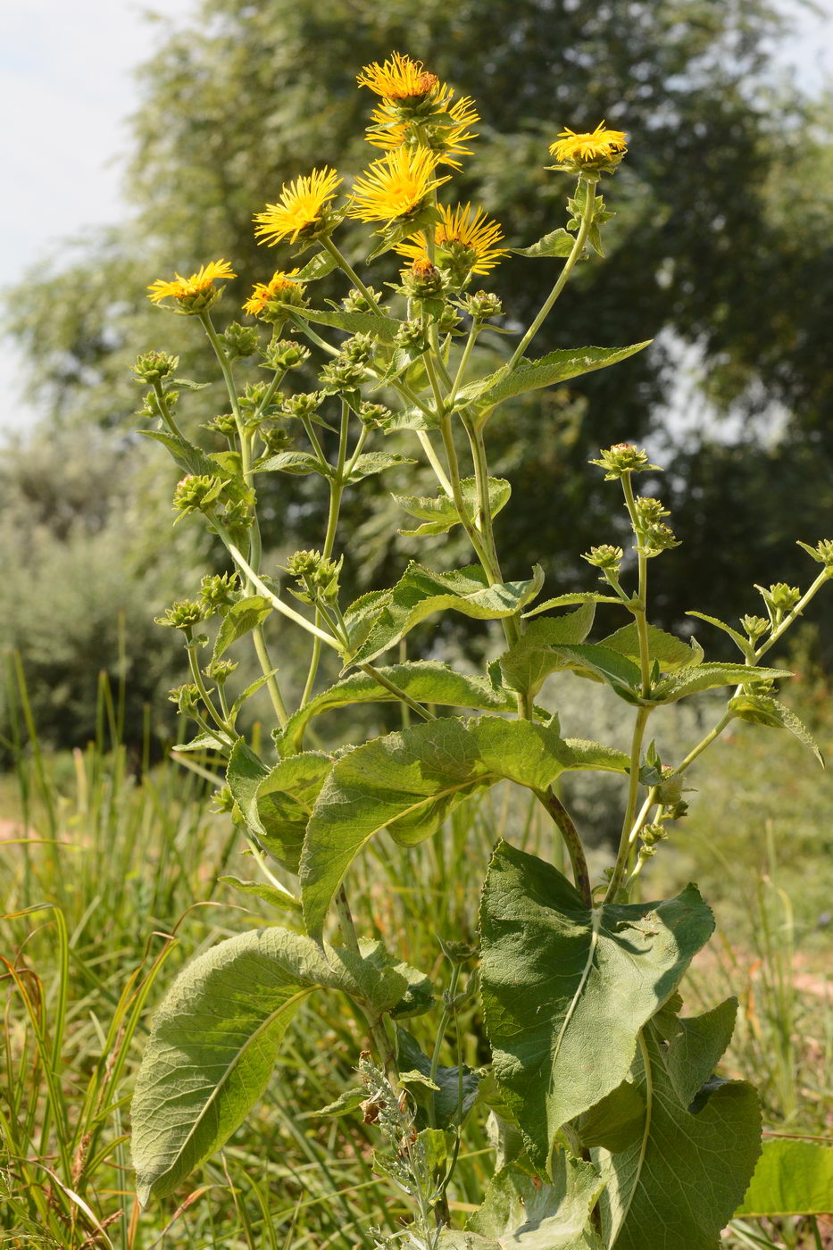 Изображение особи Inula helenium.