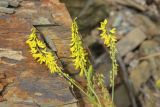 Melilotus officinalis. Верхушка цветущего растения. Республика Алтай, Ябоганский перевал, обочина грунтовой дороги. 27.07.2020.