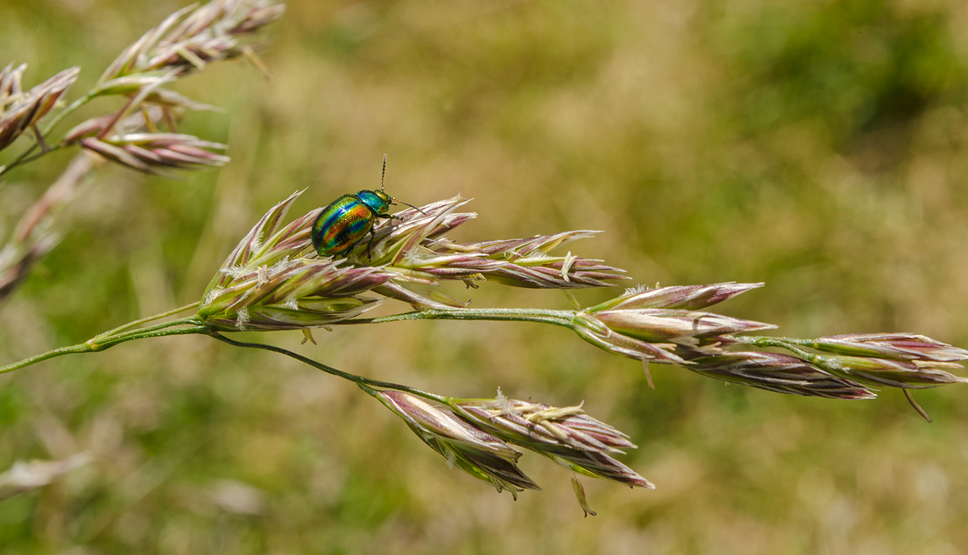 Image of Festuca arundinacea specimen.