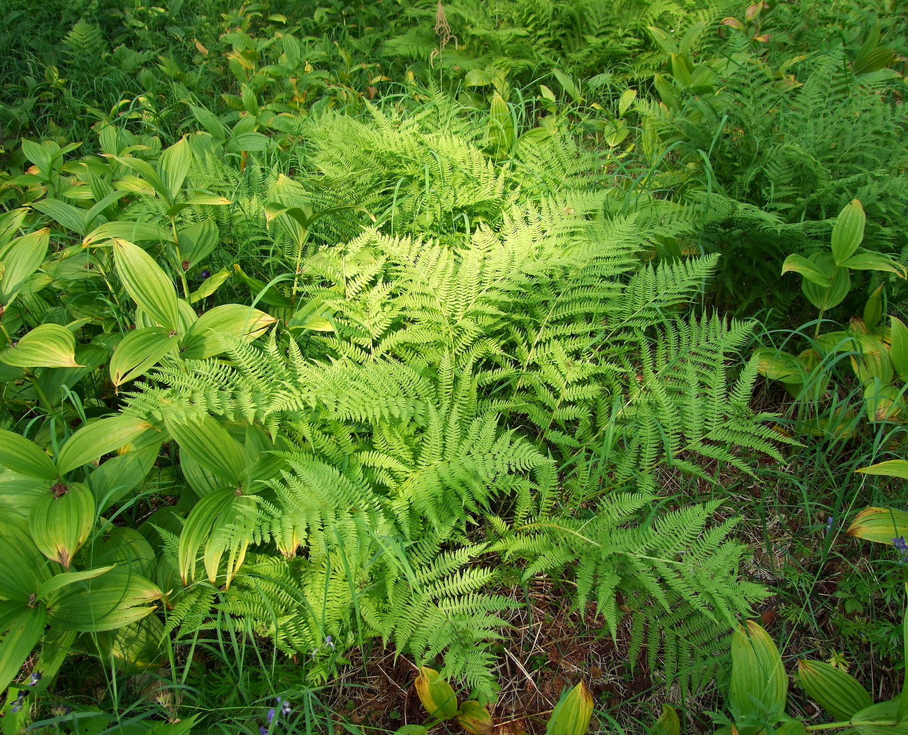 Image of Athyrium filix-femina specimen.