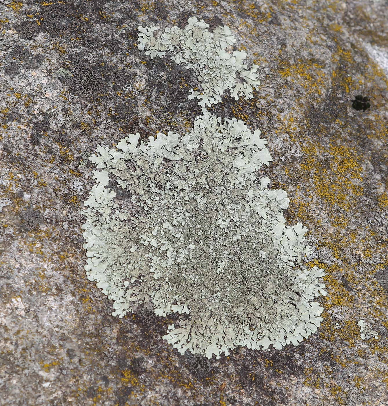 Image of genus Xanthoparmelia specimen.