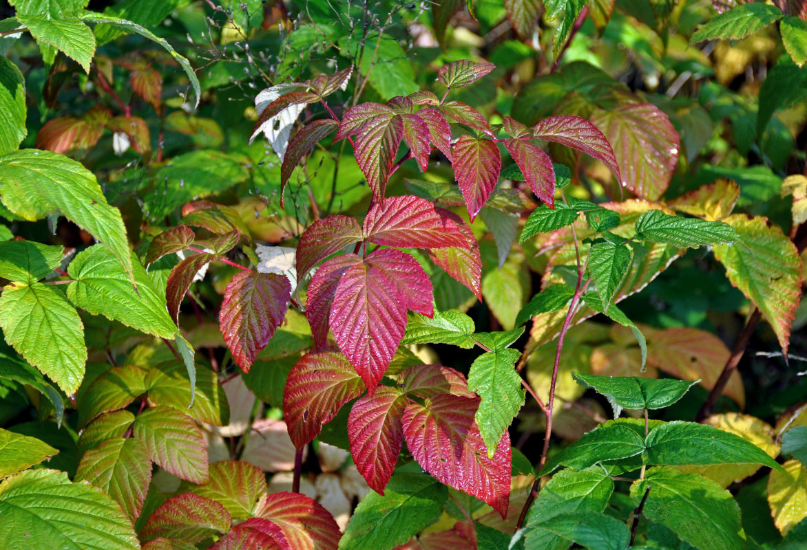 Image of Rubus idaeus specimen.