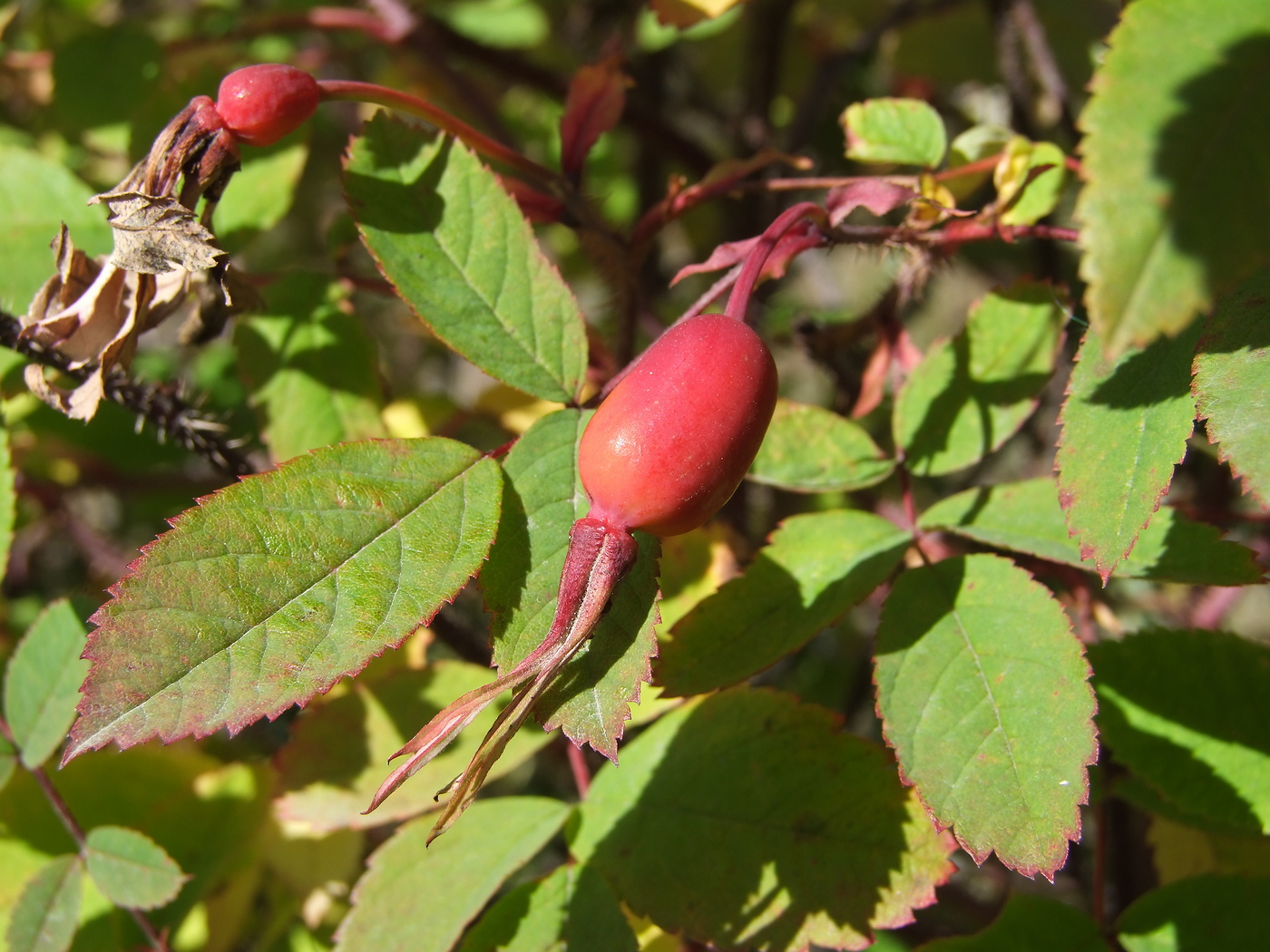 Image of Rosa acicularis specimen.