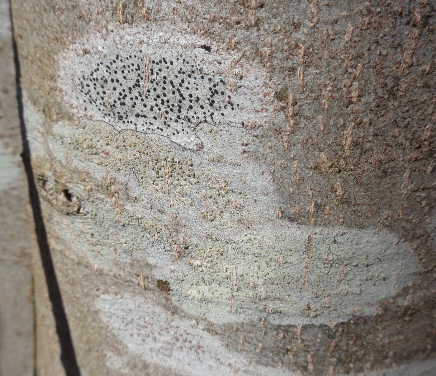 Image of division Ascomycota specimen.