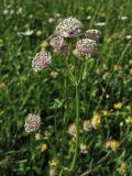 Astrantia major. Верхушка цветущего растения. Украина, Закарпатская обл., Раховский р-н, окр. с. Косовская Поляна, сенокосный горный луг. 1 июля 2010 г.