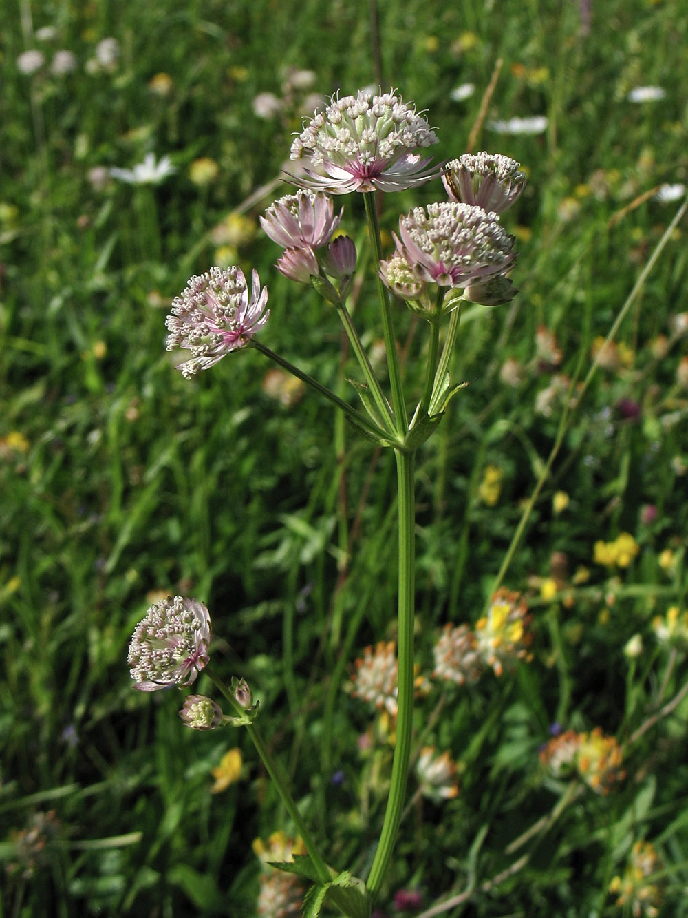 Image of Astrantia major specimen.