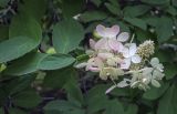 Hydrangea paniculata