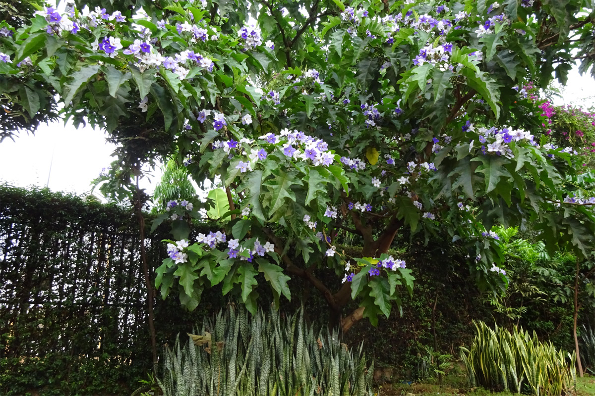 Изображение особи Solanum wrightii.